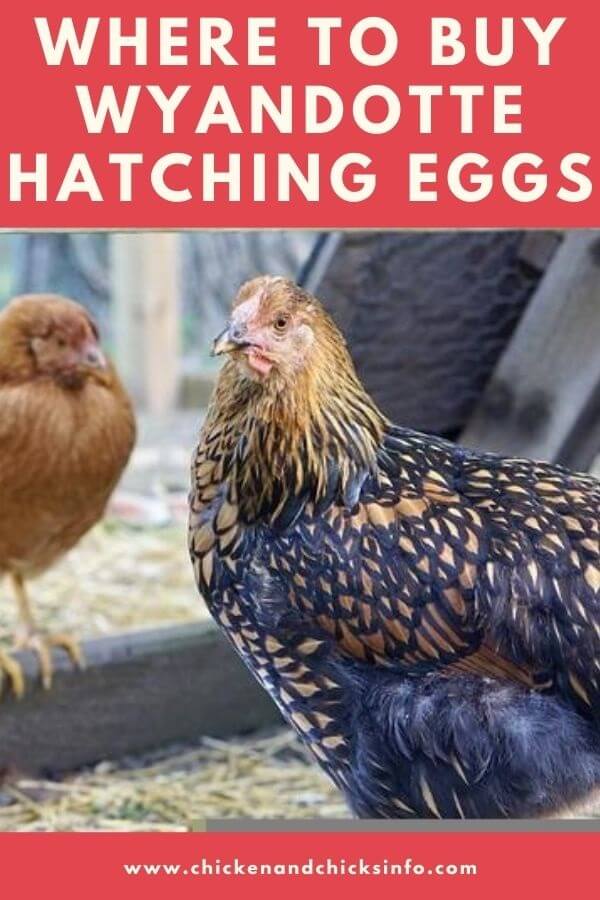Wyandotte Hatching Eggs