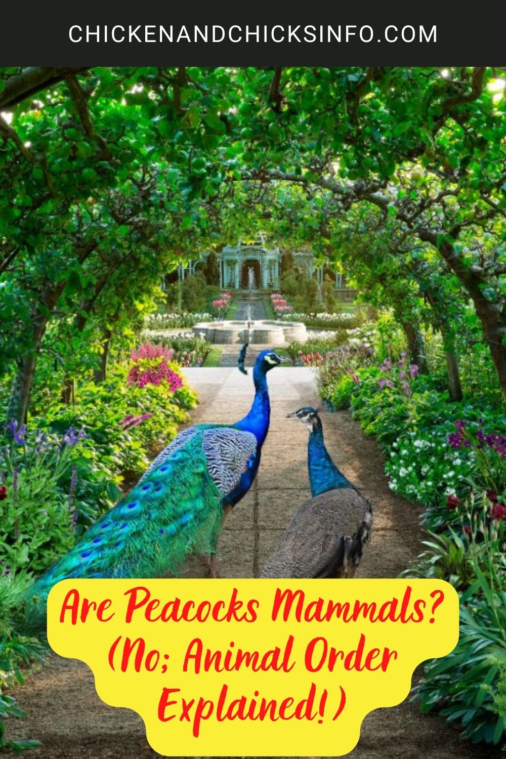 Are Peacocks Mammals? poster