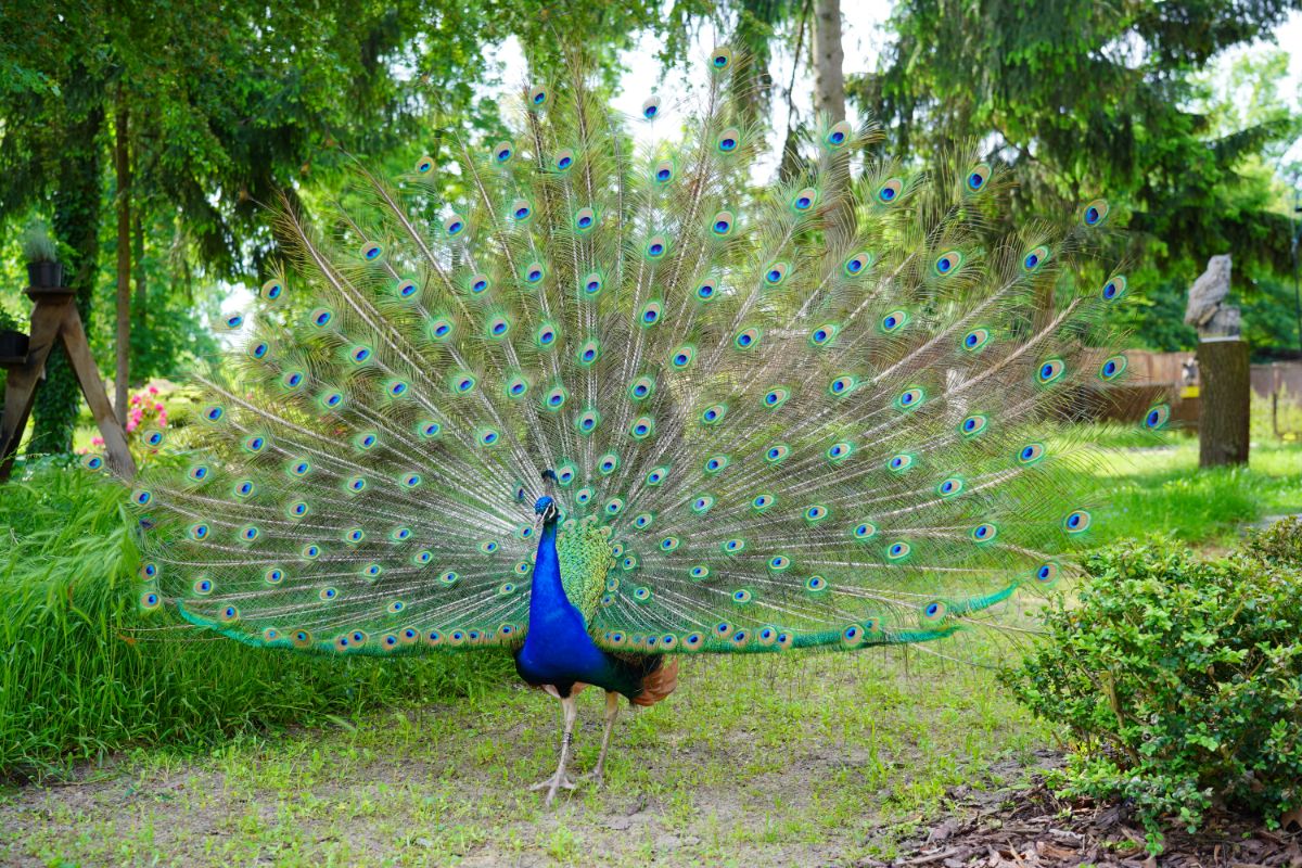 A beautiful blue peacock walks freely in a yard.