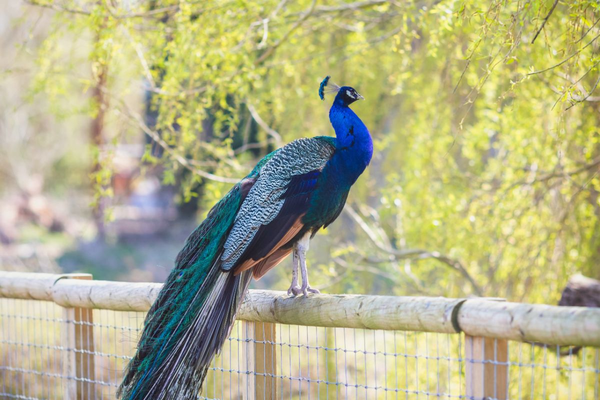 Beautiful blue peacock sitting on a fence.
