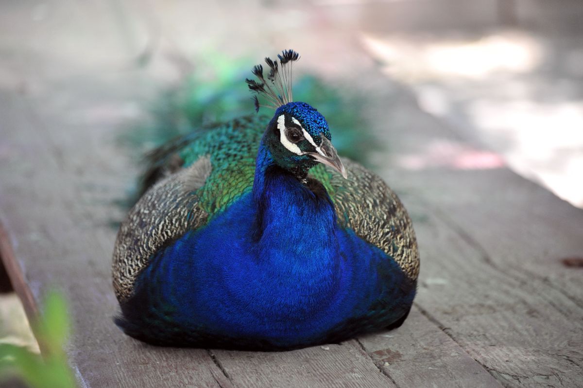 Beautiful blue peacock sitting on a wooden board.