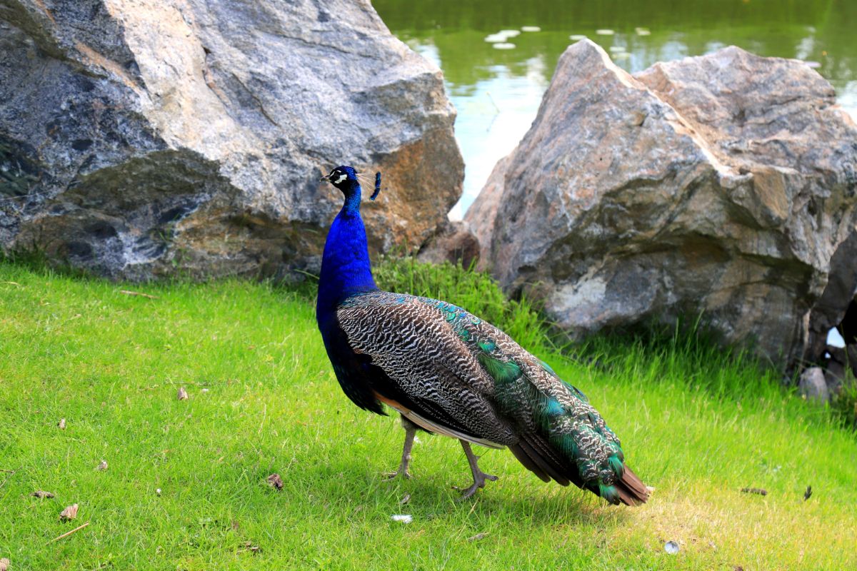 Beautiful blue peacock standing on green grass near big rocks.