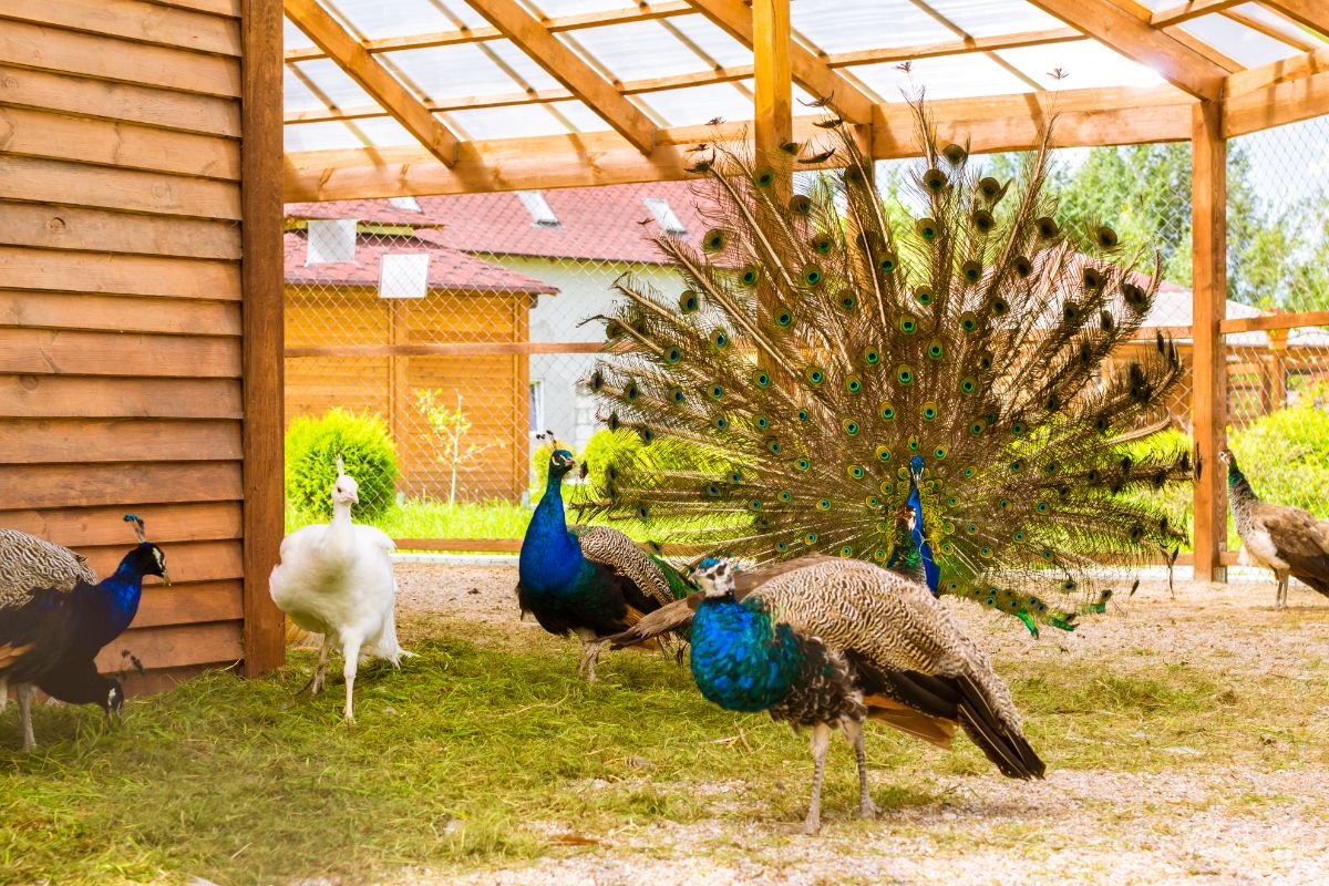 Bunch of peacocks on a farm under a roof.