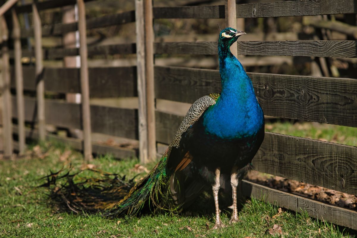 Blue peacock on green grass near a wooden fence.