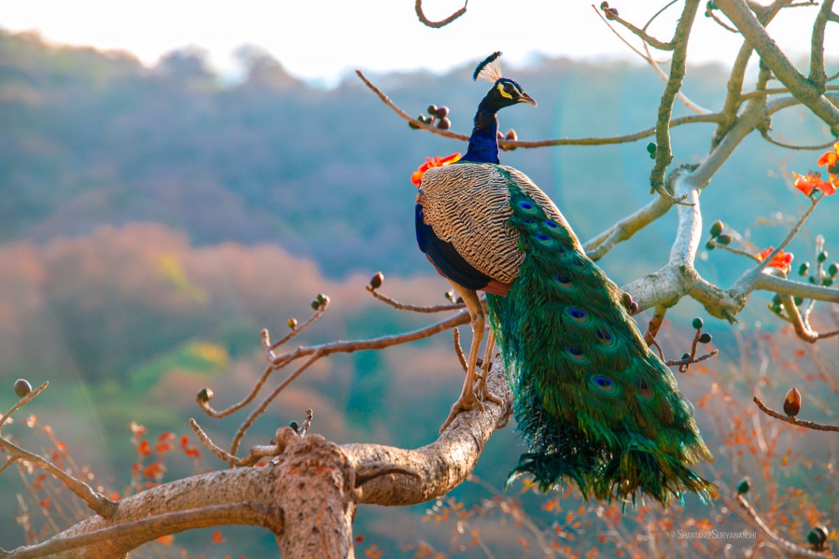 Beautiful blue peacock sitting on a tree branch.