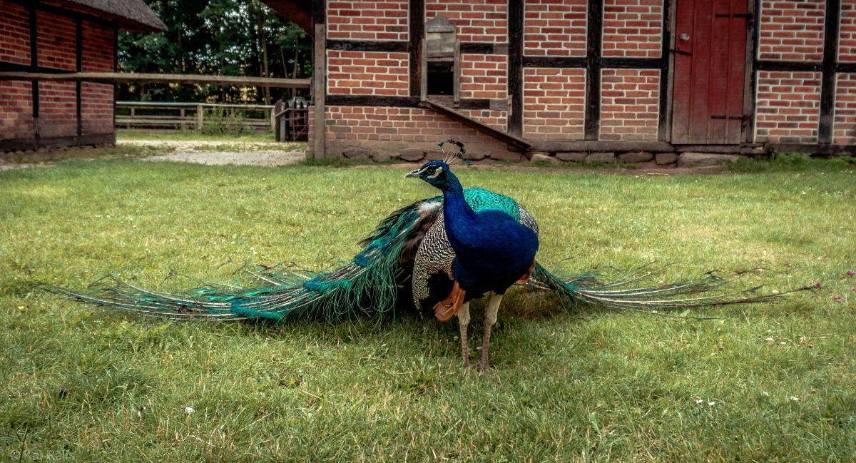 Blue peacock in front of old building on green grass