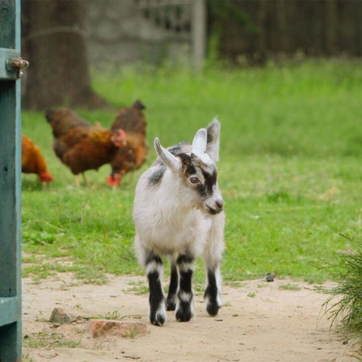 Can Rabbits Live With Chickens? (Yes, Here's How) Chicken & Chicks Info