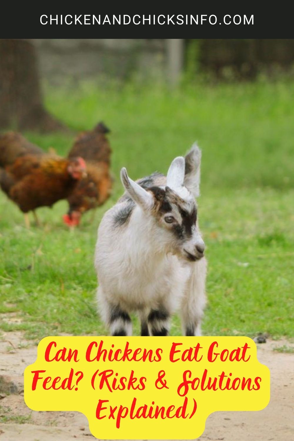 Can Chickens Eat Goat Feed poster.