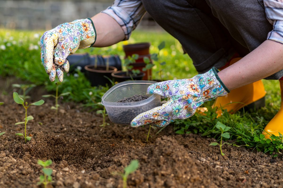 Gardener with a gloves fertilizes young plants with chicken manure pellets.