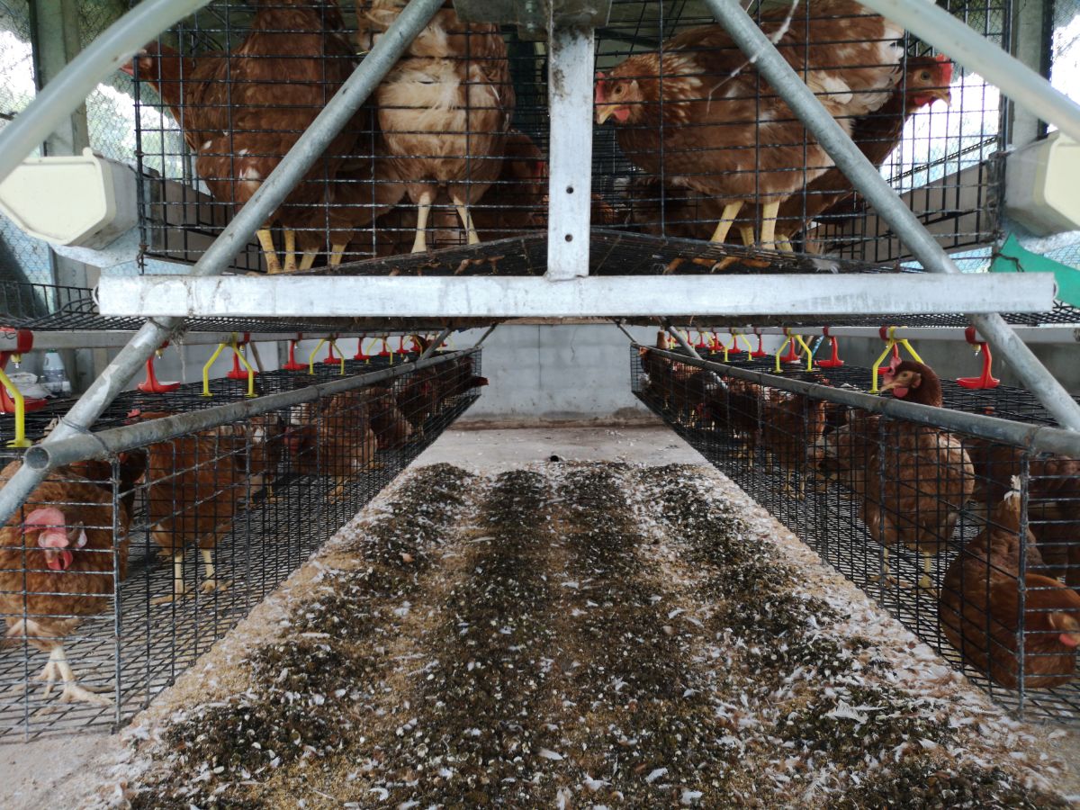 Chicken manure in a chicken farm coop.