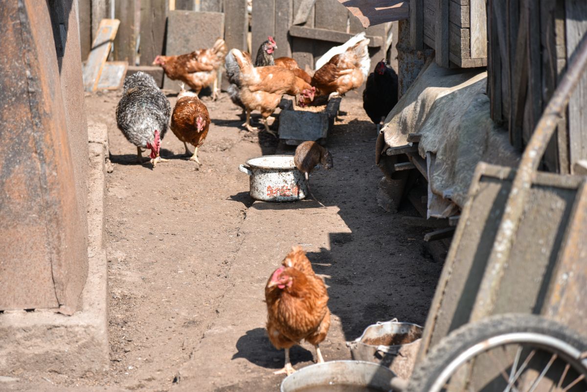 Bunch of chickens and a rat in a backyard.