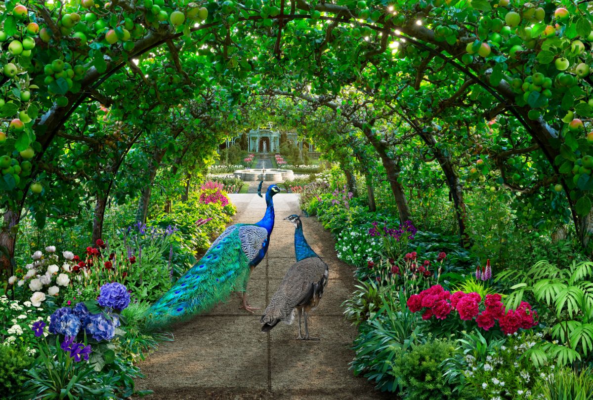 Two beautiful peacocks walking under a garden tunnel.