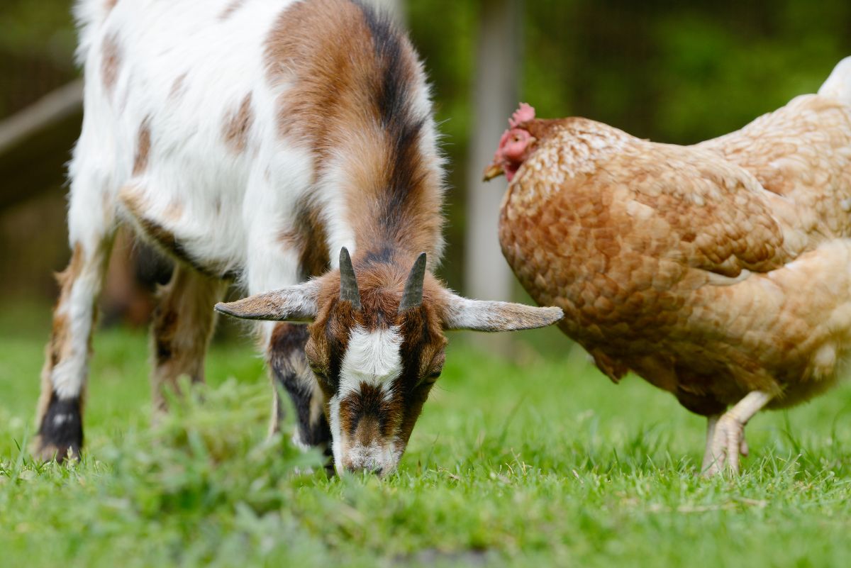 White-brown goat and a brown chicken on a meadow.