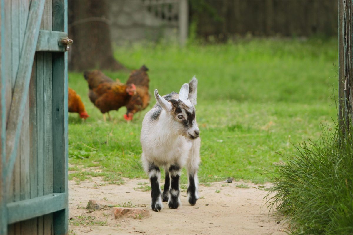 Young white goat and hen of chickens on a farm.