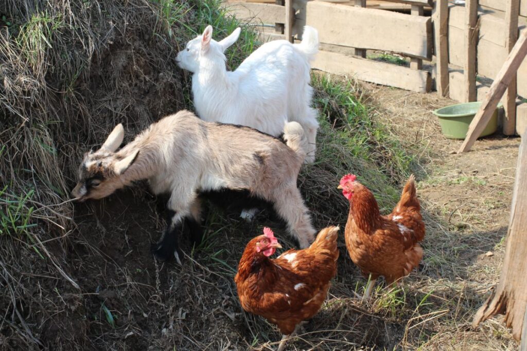 Can Chickens Eat Goat Feed? (Risks & Solutions Explained) Chicken & Chicks Info