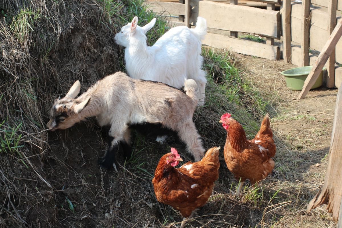 Two goats and two chickens living together in a backyard.