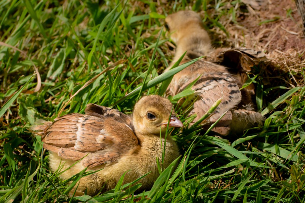 Cute peachicks in green grass.