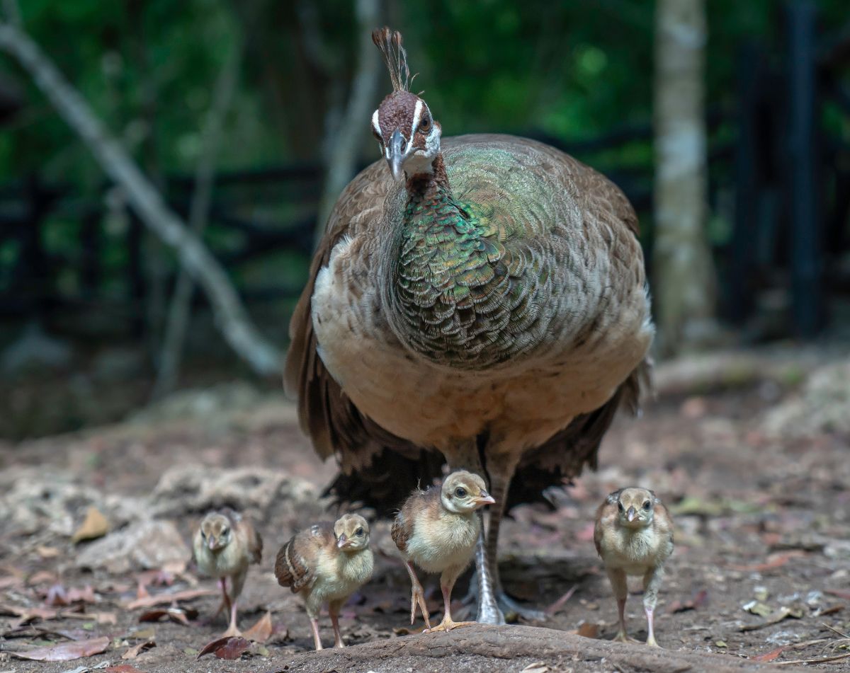 Bunch of peachicks with mother in a backyard.