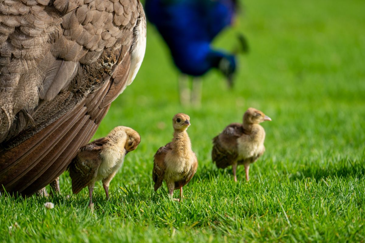 Three cute peachicks with mother in green grass.