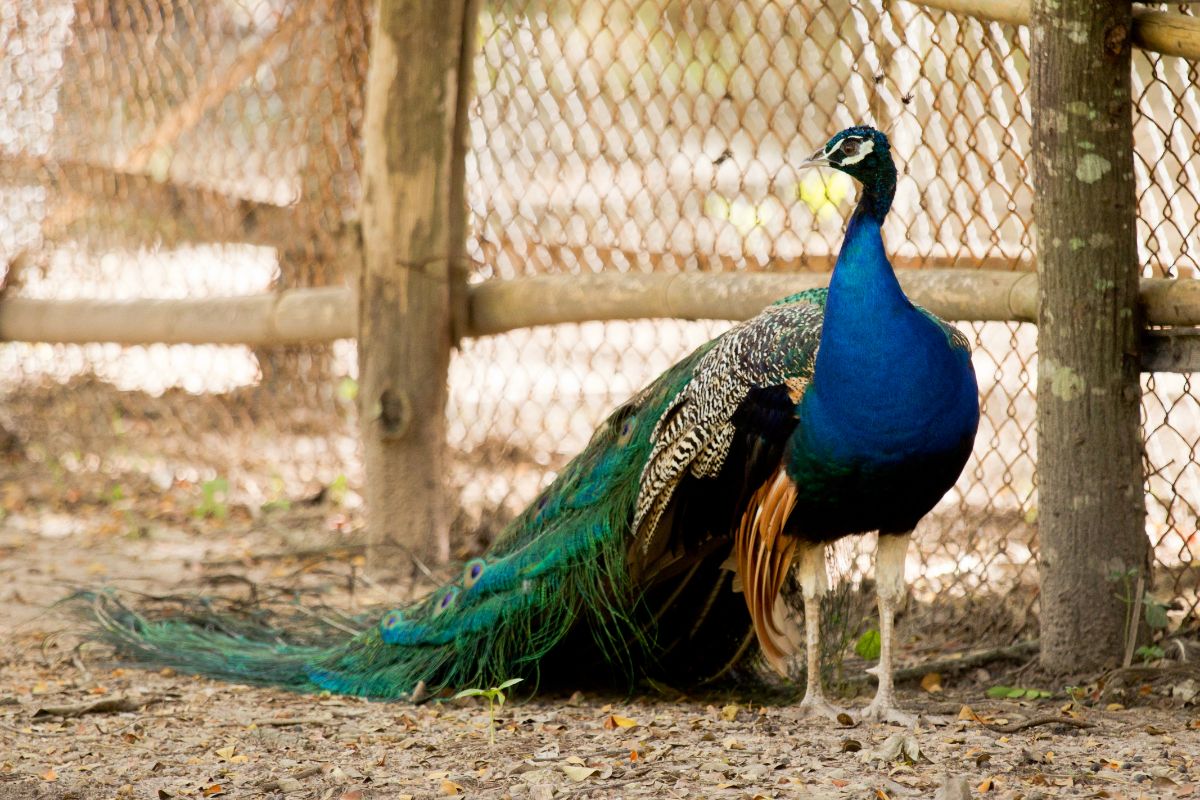 Blue peacock on a farm near a fence.