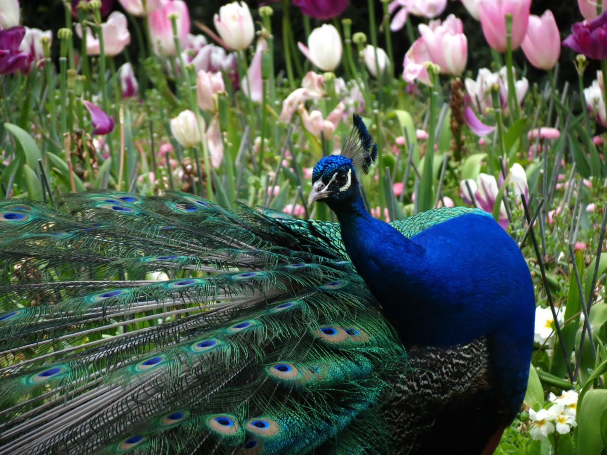 Beautiful blue peacock in a garden full of flowers.