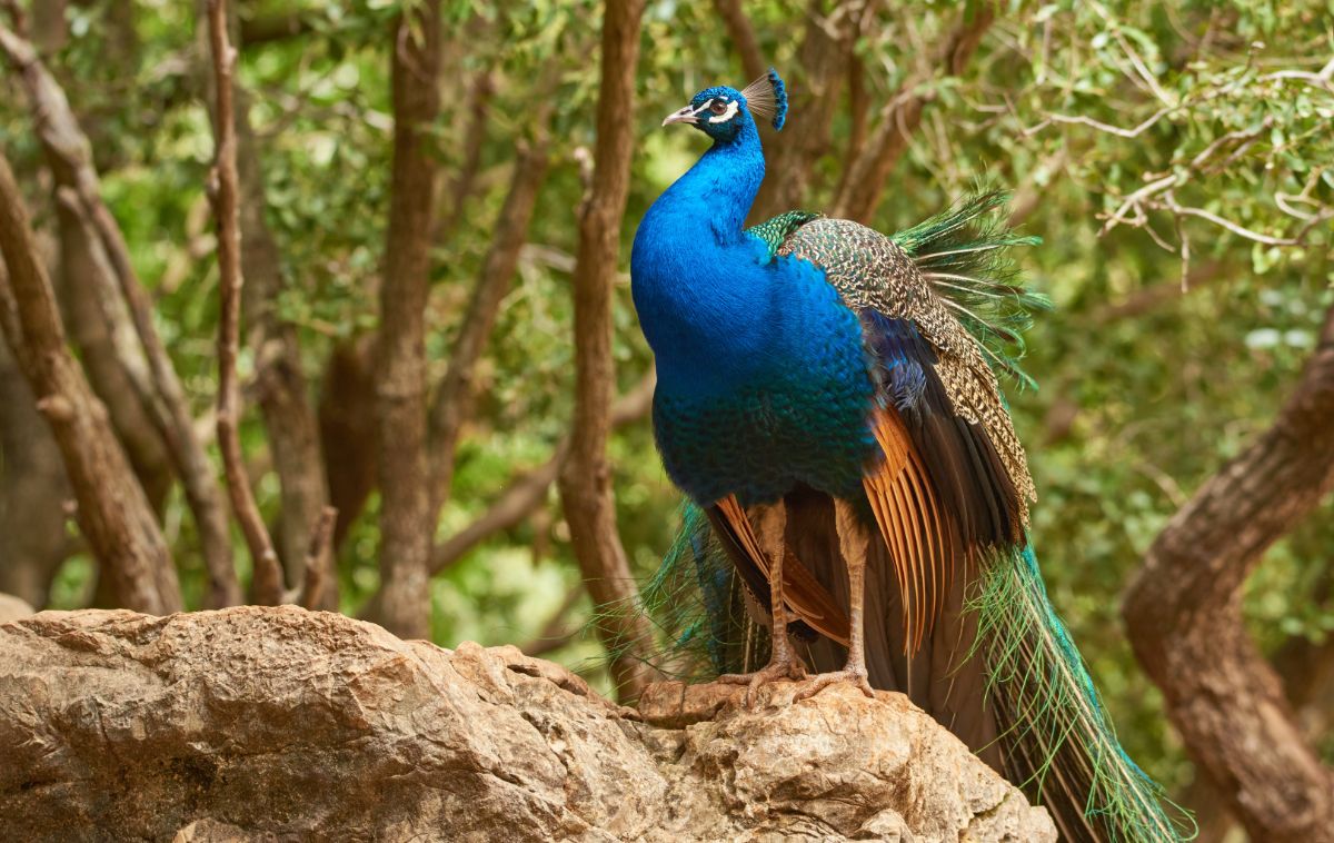 Beautiful blue peacock standing on a tree branch.