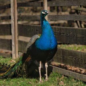 Blue peacock on green grass near a fence.