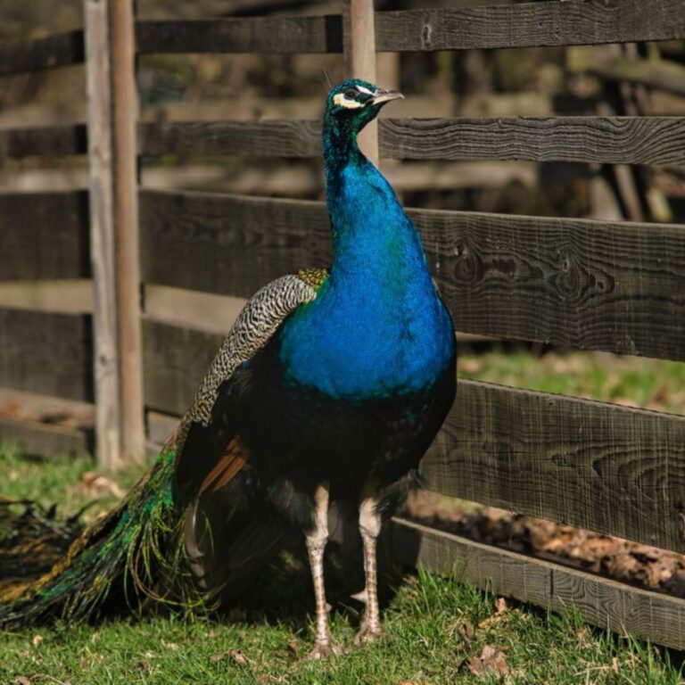 Wild Peacocks In Texas Why There Are So Many Chicken And Chicks Info 3077