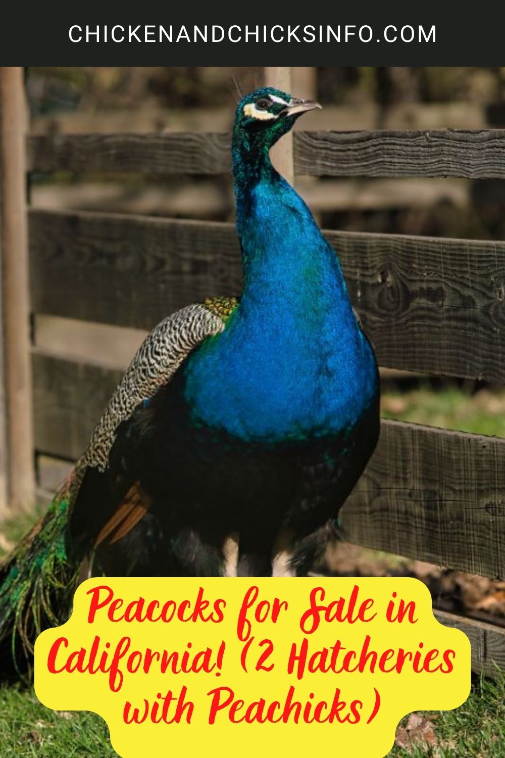 Peacocks for sale in California poster.