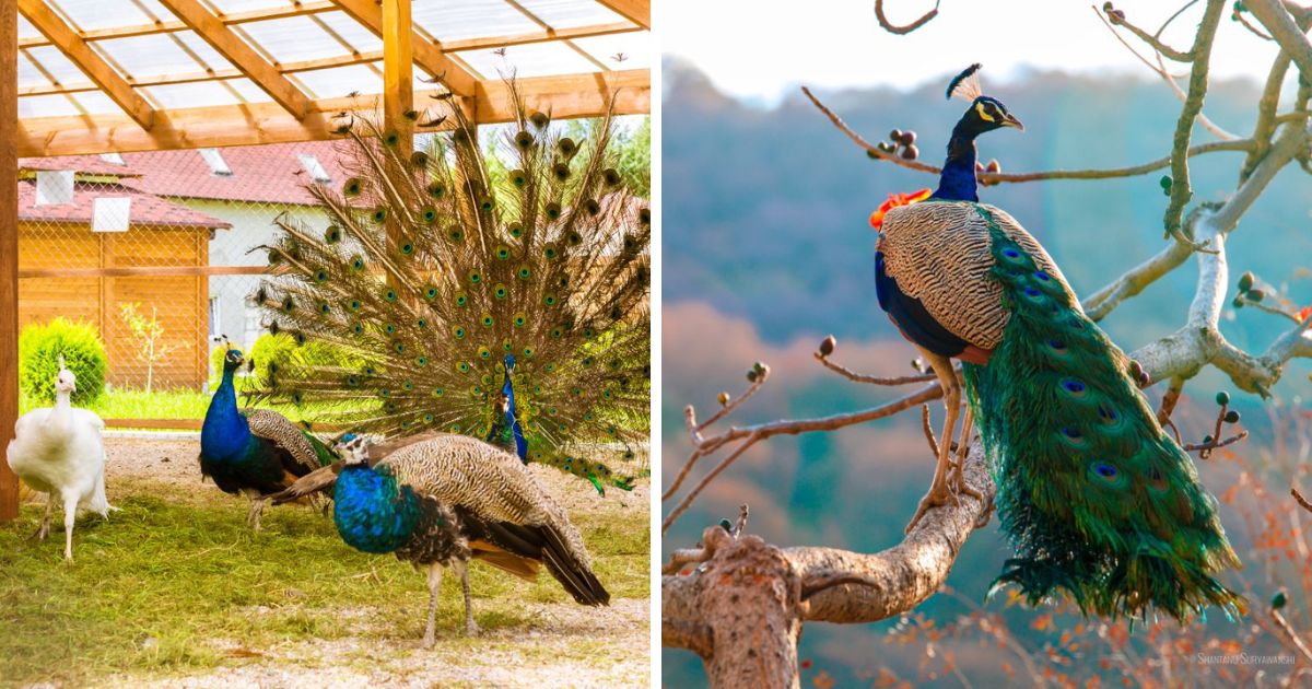 Peacocks For Sale In Pa Finding Peafowl In Pennsylvania Chicken And Chicks Info 5357