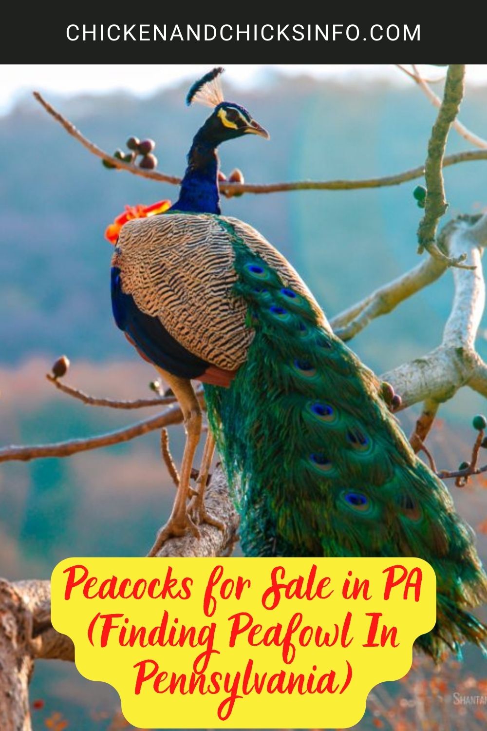 Peacocks for Sale in PA poster.
