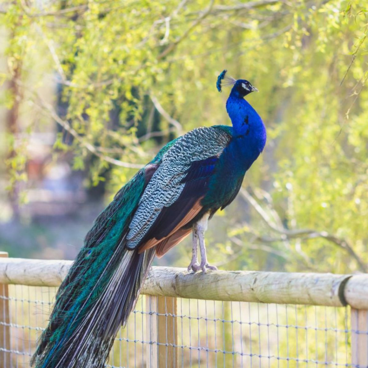 Do Female Peacocks Spread Their Feathers? (Yes, But Not Like Peacocks