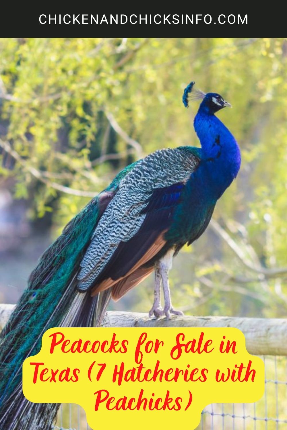 Peacocks for sale in Texas poster.
