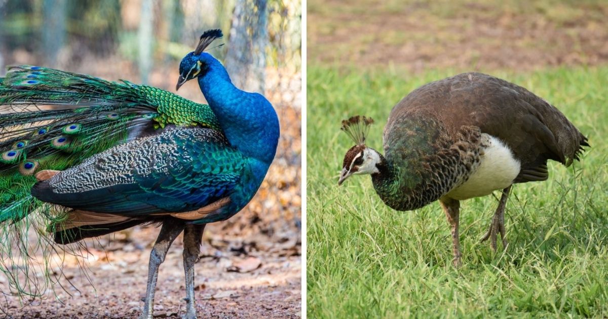 Image of a blue peacock and image of peahen.