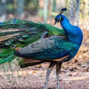 A beautiful blue peacock.