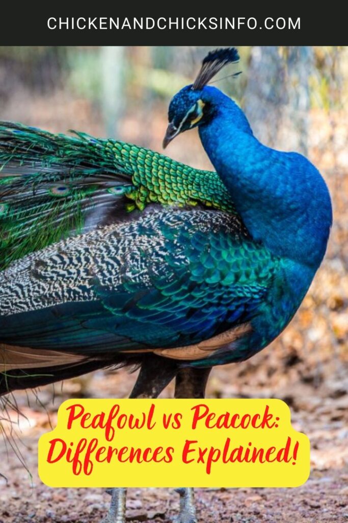 Peafowl vs Peacock Differences Explained! Chicken & Chicks Info