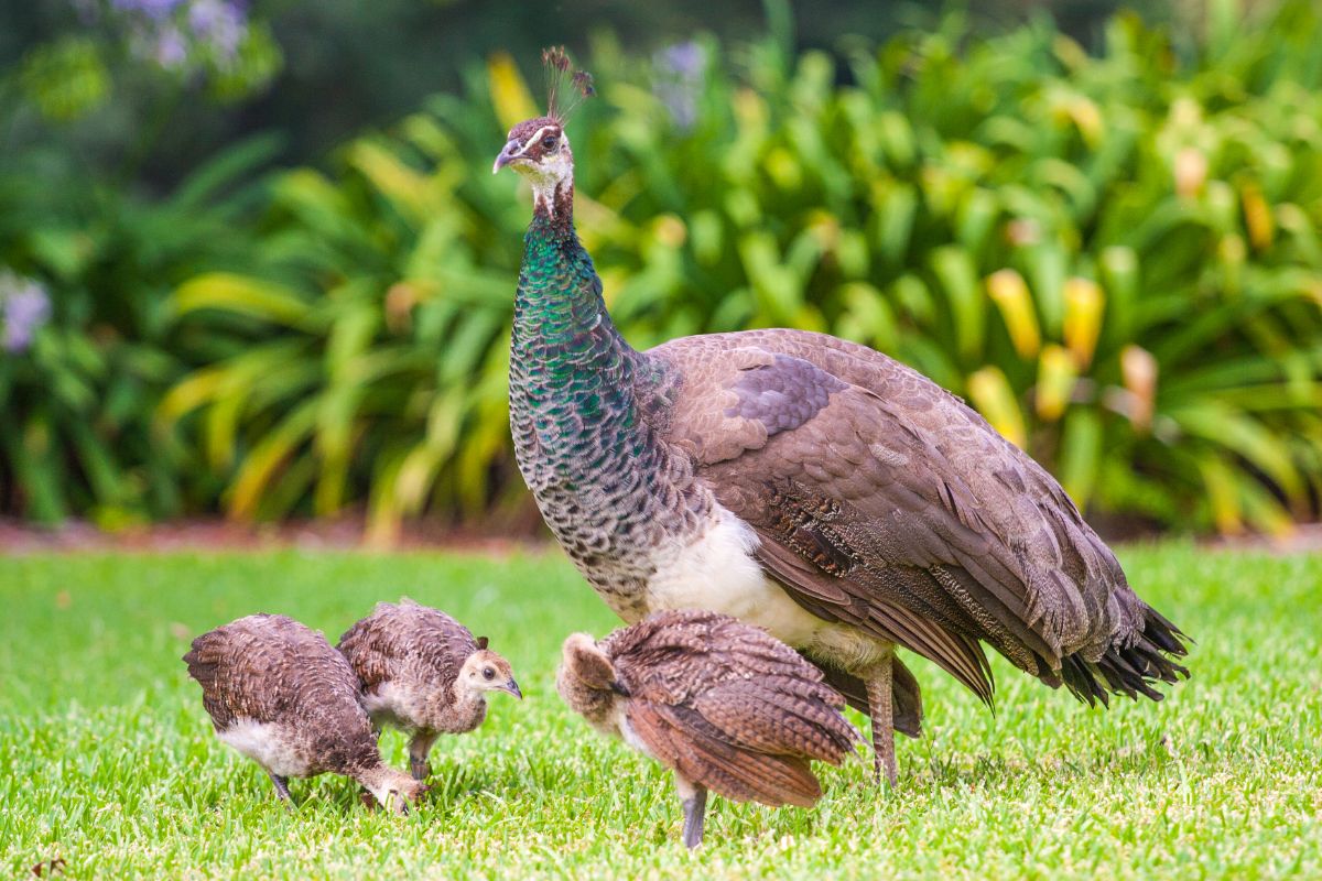 Peahen with her babies on green grass.
