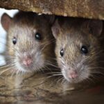 Two brown rats hiding under a board.
