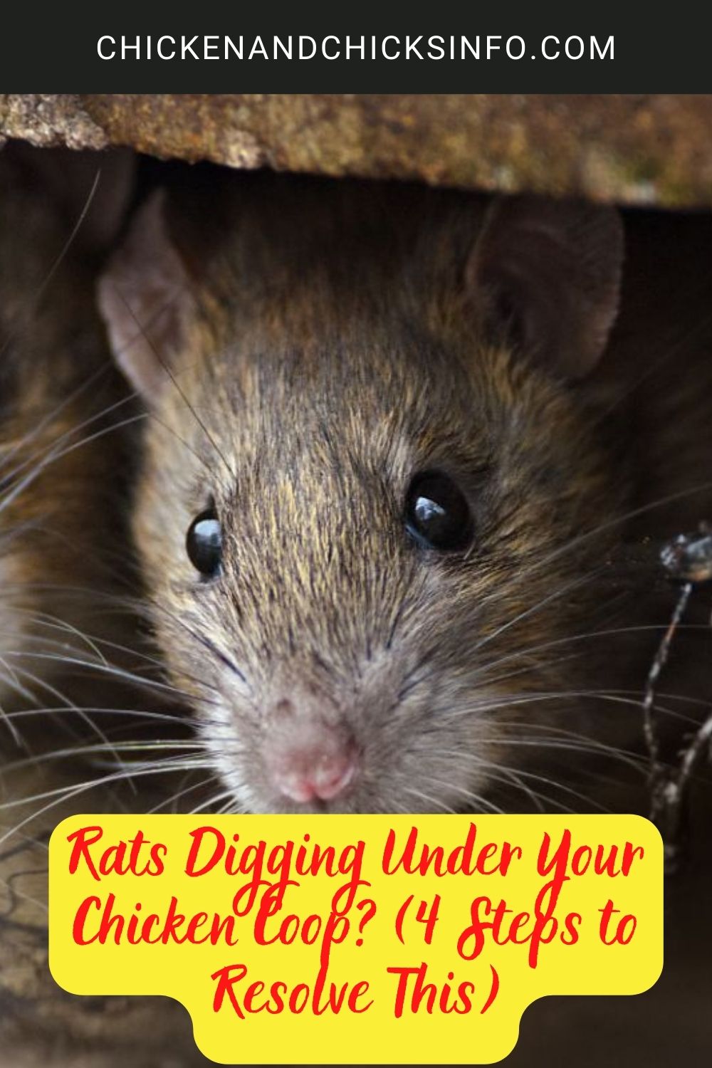 Rats digging under your chicken coop poster.