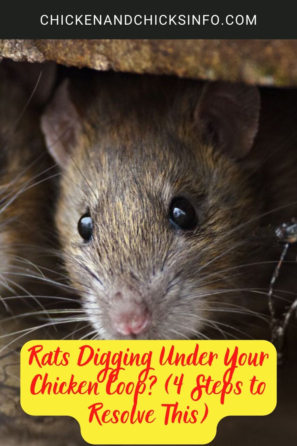 Rats Digging Under Your Chicken Coop? (4 Steps to Resolve This