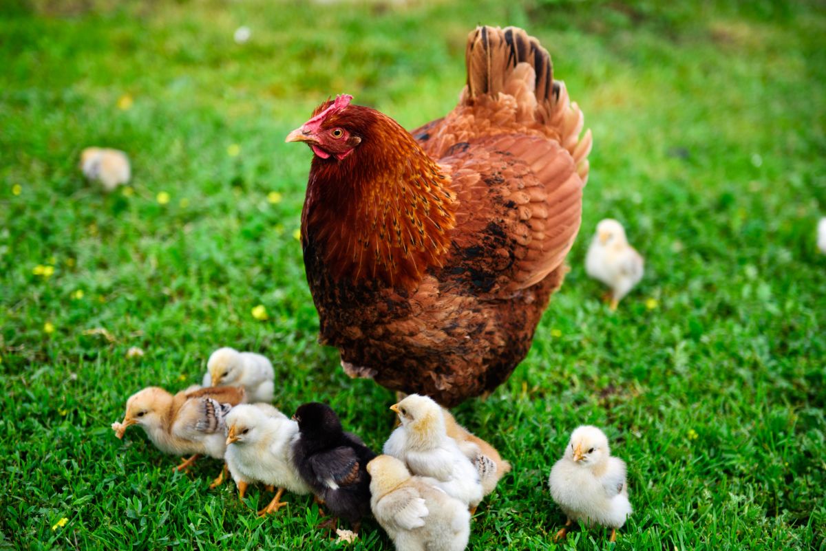 Rhode island red chicken surrounded by chicks.