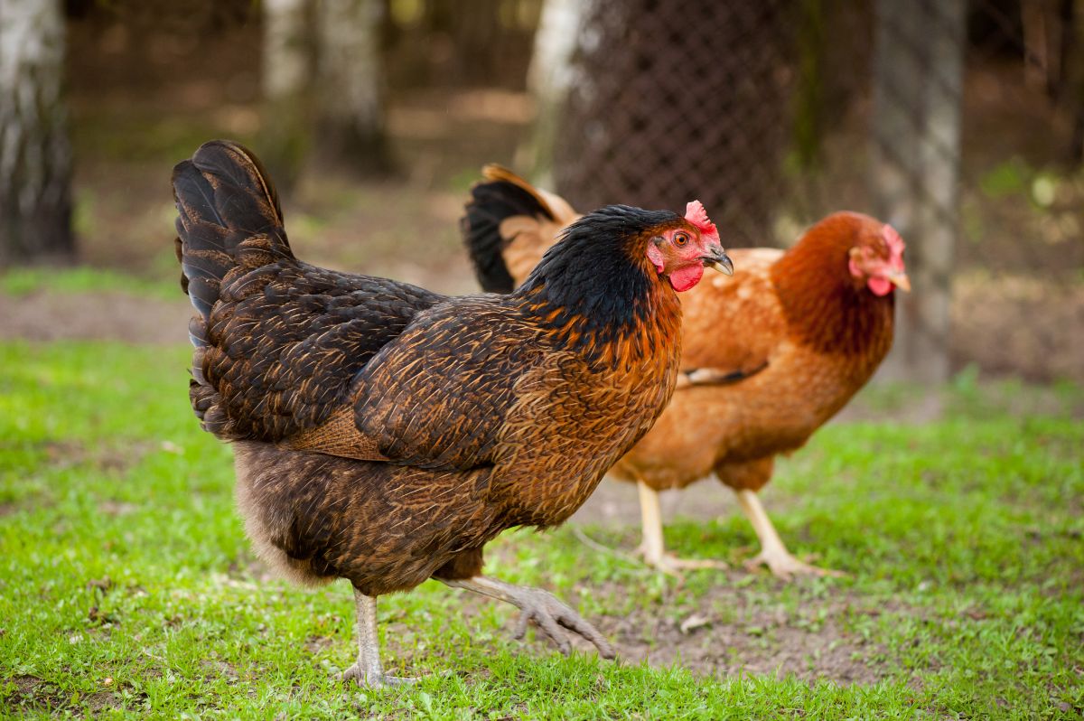 Two rhode island red chickens in a backyard.