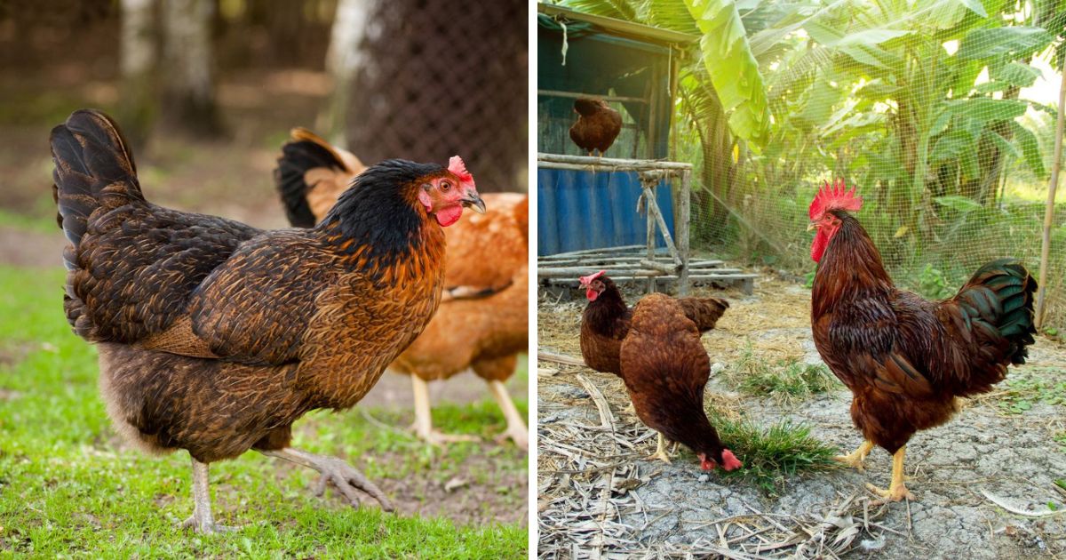 Rhode Island Red Hatching Eggs for Sale Near You & Online Chicken