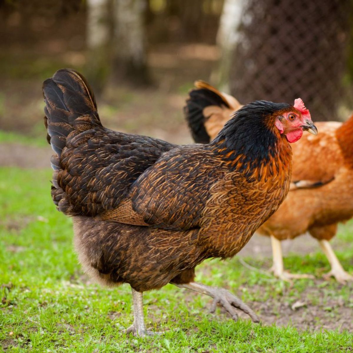 How to tell the age of a chicken several signs to look for chicken