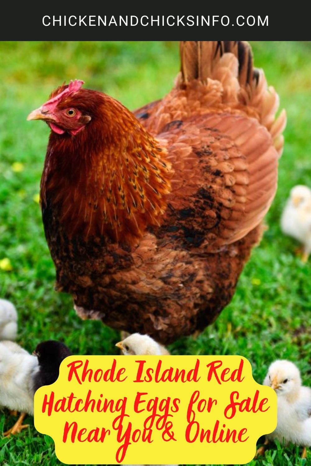 Rhode Island Red Hatching Eggs for Sale Near You  poster.