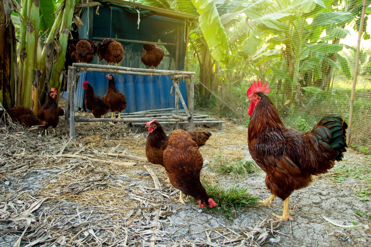 Rhode island red chickens and rooster in a backyard.