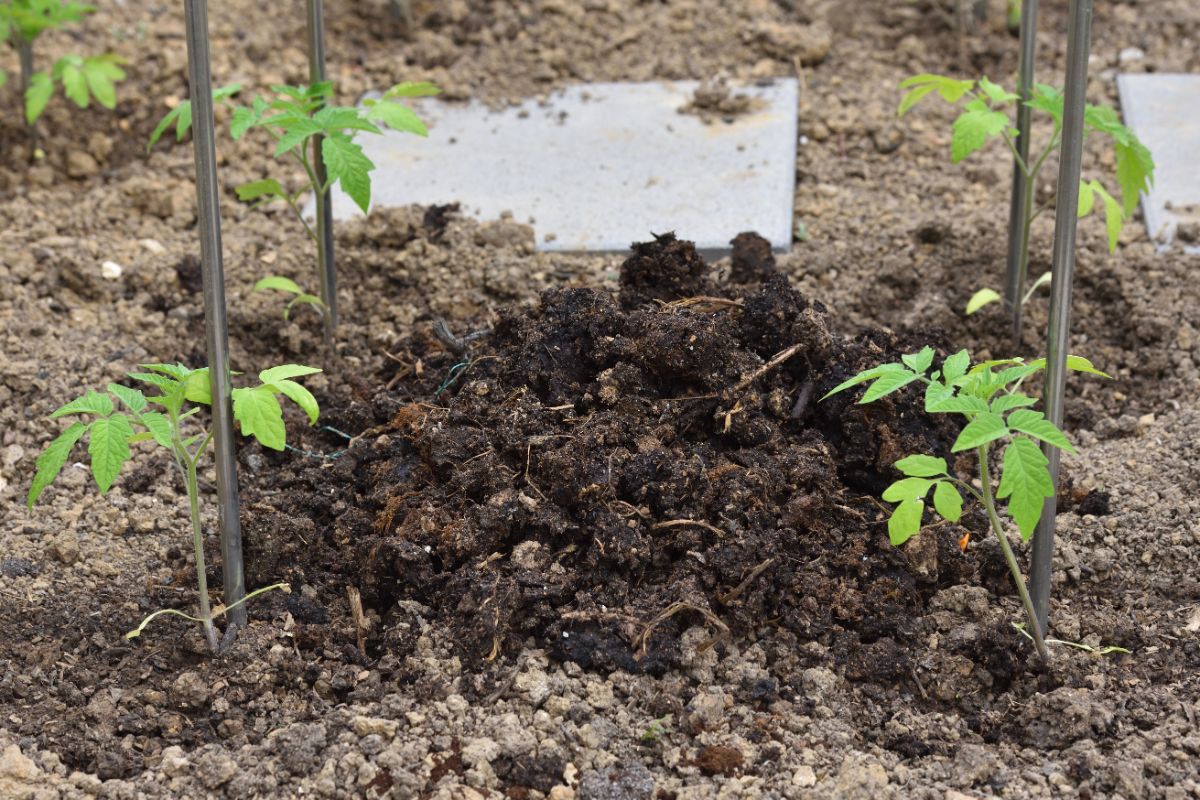 Organic manure near tomato plants.