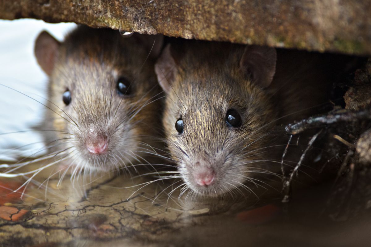 Two brown rats hiding under a board.