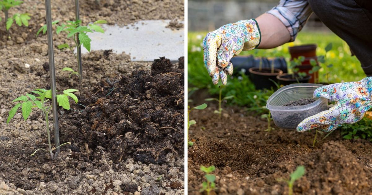 Using Chicken Manure for Tomatoes (A Powerful Fertilizer!) Chicken