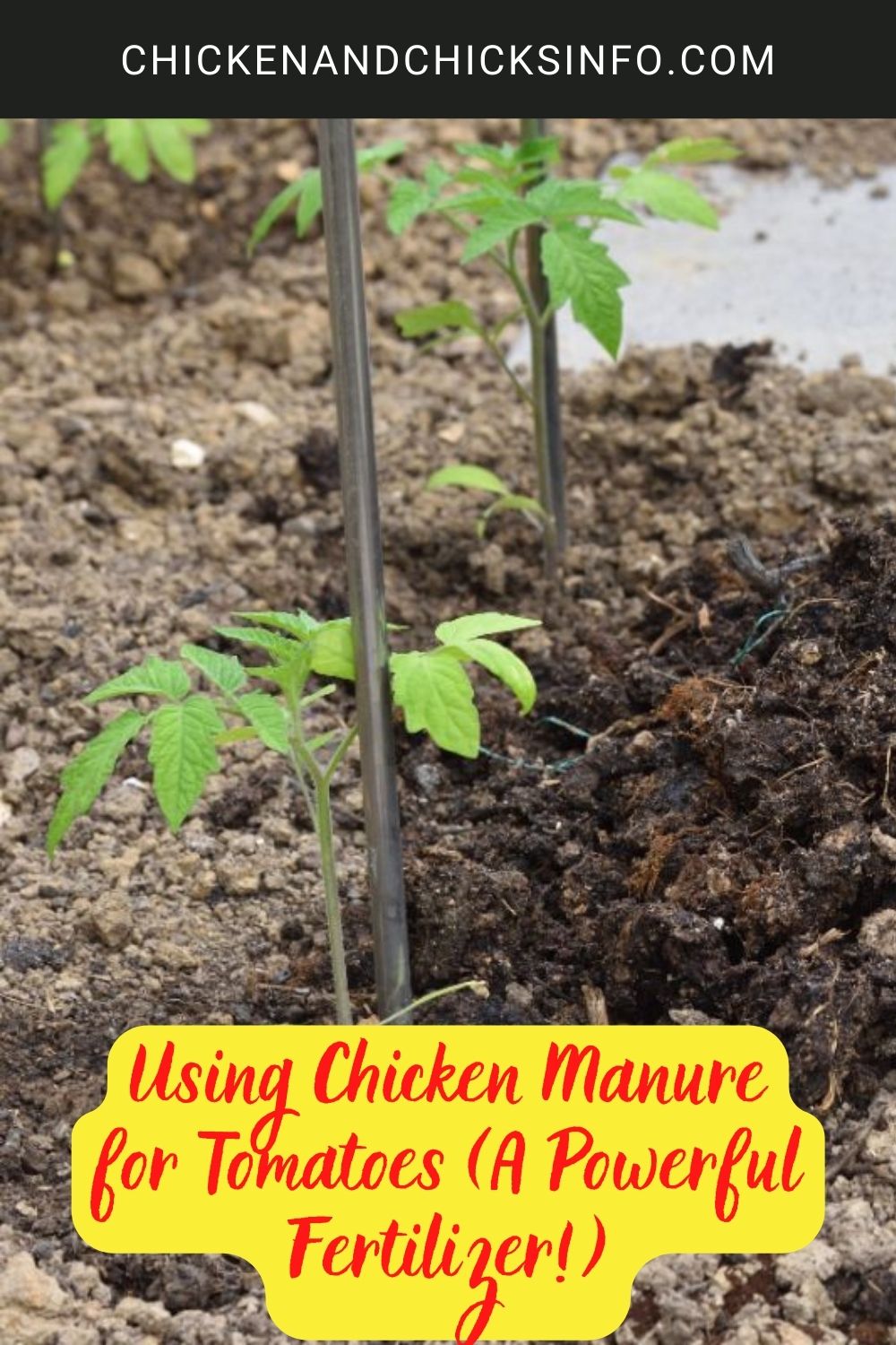 Using chicken manure for tomato plants  poster.